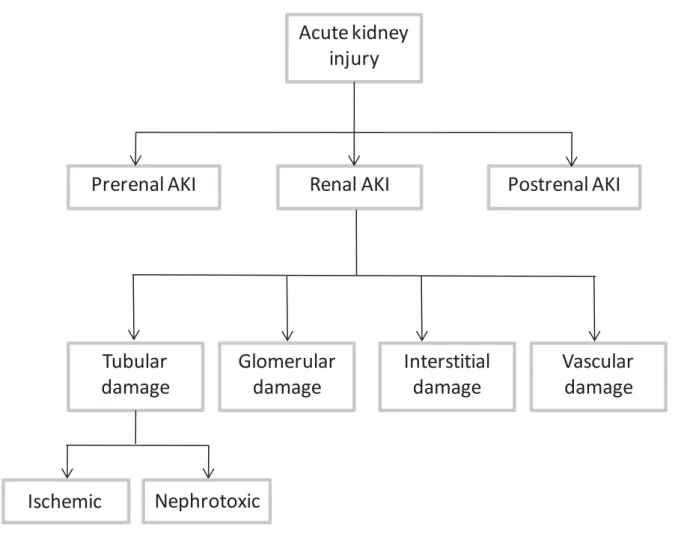 Figure 2.Etiologies of AKI (adapted from [6]). 