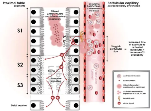 Figure 3. Schematic presentation of sepsis-induced microcirculatory changes and recognition 