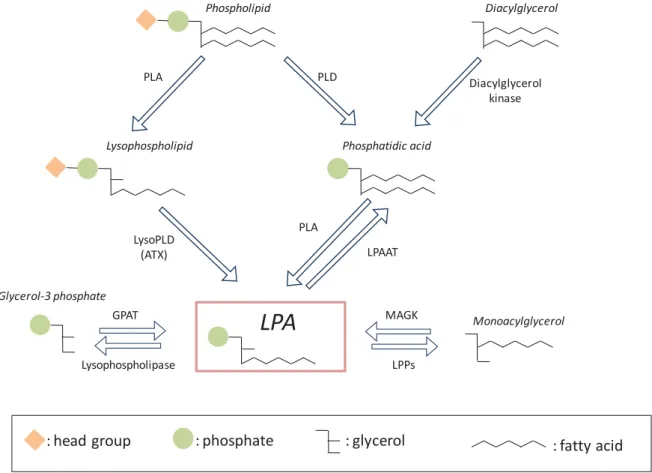 Figure 6. LPA metabolic pathways, adapted from[117]. PLA-phospholipase A, PLD-