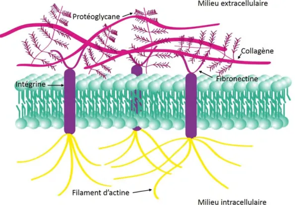 Figure 3: Schéma des interactions entre la matrice extracellulaire et le cytosquelette via les  intégrines