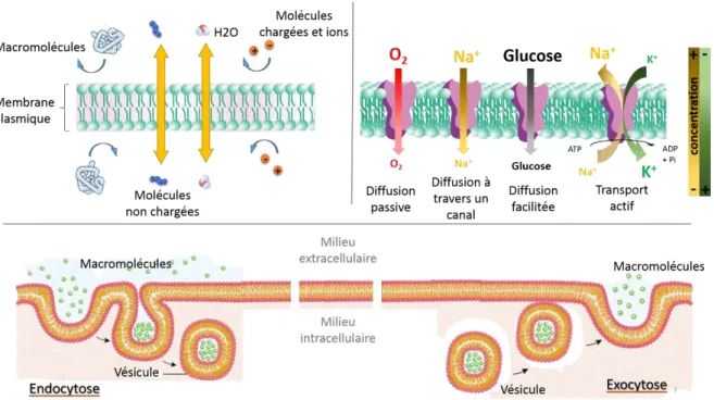 Figure  4:  Schéma  générale  des  transports  actifs  et  passifs   Réalisé  à  partir  de  www.mhhe.com/biosci/genbio/maderinquiry9/etext/chapt04.pdf