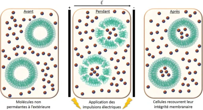 Figure 5: Représentation schématique d'une cellule placée dans le champ électrique