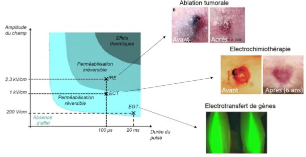 Figure 8: Différentes applications de l’électroporation et les effets obtenus lors de l'application  d'impulsions électriques