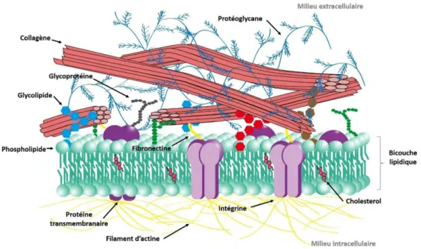 Figure  11:  Schéma  de  l'organisation  de  la  matrice  extracellulaire  entourant  les  cellules