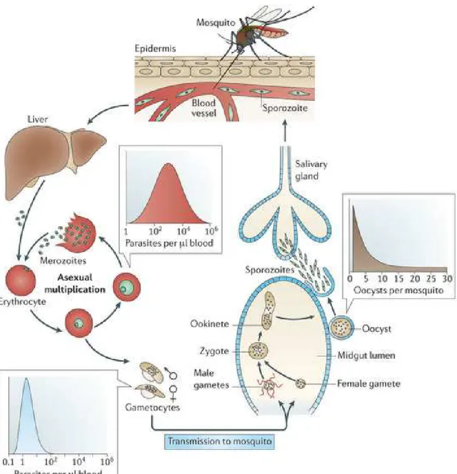 Figure 1. The life cycle of P. falciparum 