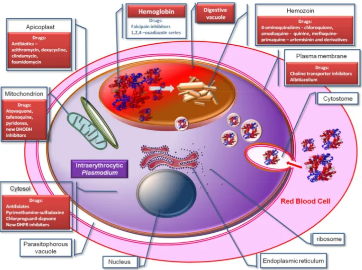 Figure 2. Mode of action of antimalarial drug at the erythrocytic  [43-45]