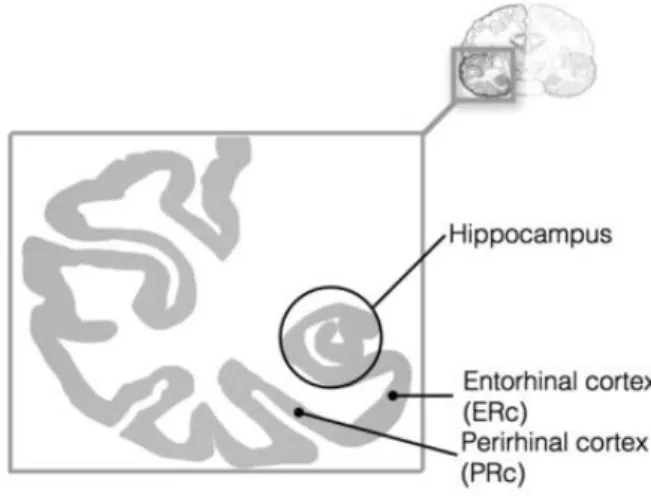 Figure I.2 Schematic representations of the hippocampus and the rhinal cortices 