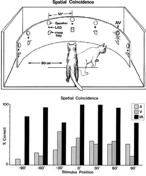 Figure 1.1 Amélioration par des stimuli multisensoriels des performances de localisation de source chez le  chat  (Stein  1993)