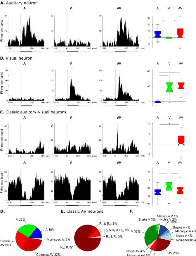 Fig 3. A, V and classic AV neurons.  