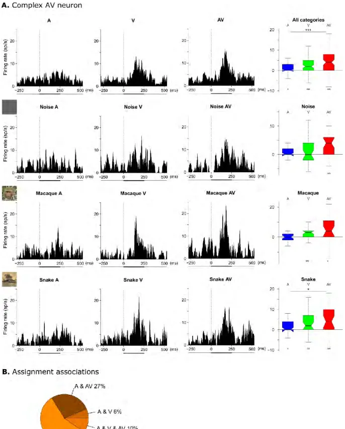 Fig 4. Complex AV neurons. (A) Example of a complex AV neuron. The same representation as in 