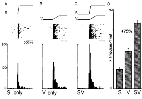 Figure 1.4 Exemple de neurones multisensoriels visuel et somatosensoriel dans le colliculus supérieur chez  le chat (Meredith et Stein 1986b)