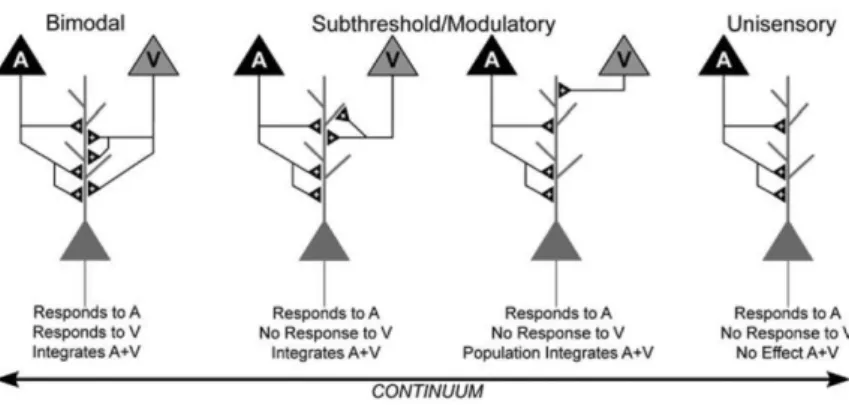 Figure 1.5 Schéma reflétant la diversité des neurones sensoriels. Stein (2012) a proposé un continuum des  propriétés  de  ces  neurones  allant  de  neurones  multisensoriels  bimodaux  qui  répondent  à  deux  stimuli  unisensoriels (à gauche de la figur