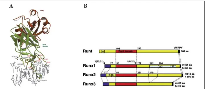 Figure 8. Structural representation of the RUNX1-CBFβ and diagrammatic  representation of three RUNX protein subtypes 
