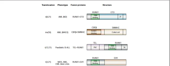 Figure 12. Structures of CBF fusion genes that are associated with leukemia 