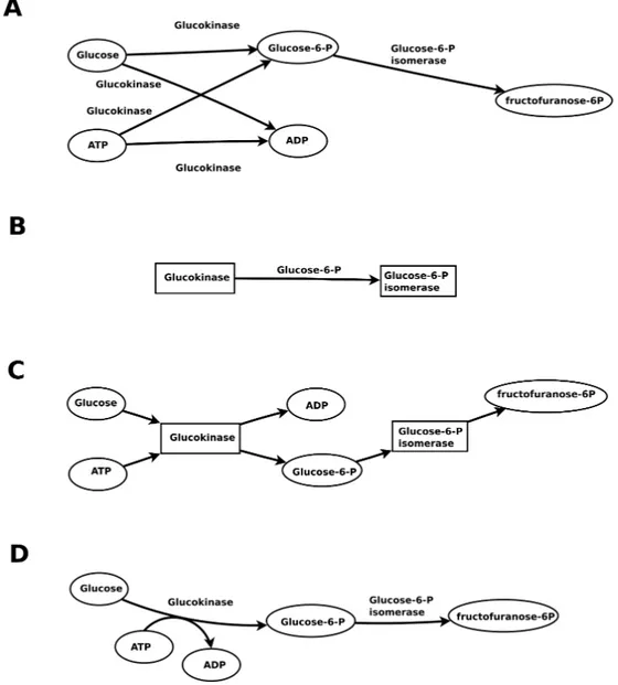 Figure 3.2 – Les différents graphes métaboliques. A : graphe des composés, B : graphe des réactions, C : graphe biparti, D : hypergraphe