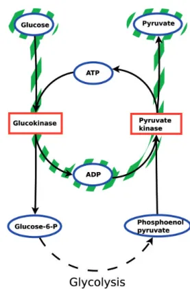 Figure 2. Irrelevant path from glucose to pyruvate. The dashed line represents the glycolysis pathway.