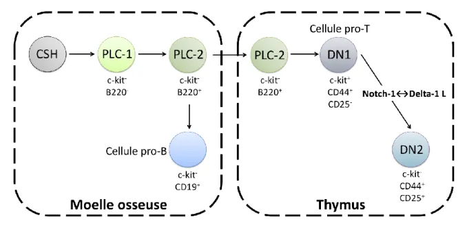 Figure 1 : Engagement vers le lignage lymphocytaire T. 