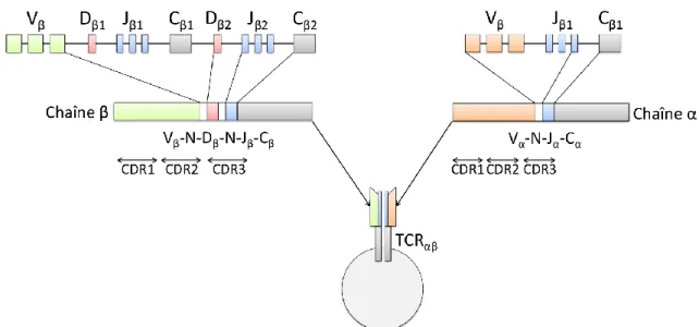 Figure 3 : Réarrangement V(D)J des chaînes β et α des TCR. 