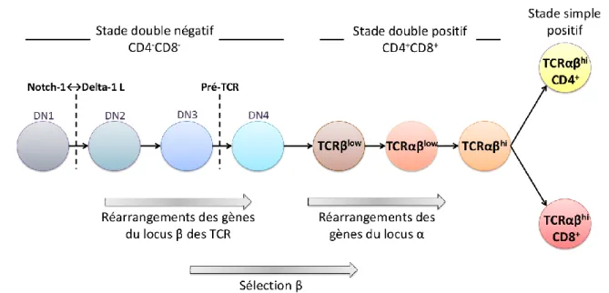 Figure 4 : Expression des TCRαβ au cours du développement des lymphocytes T. 