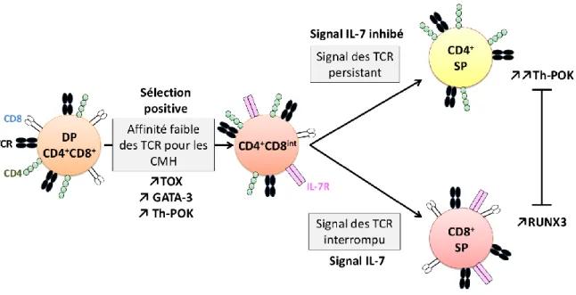 Figure 6 : Choix de lignage  CD4 +  SP ou CD8 +  SP. 