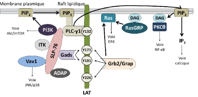 Figure 9 : Les complexes de signalisation recrutés par l’adaptateur transmembranaire LAT 