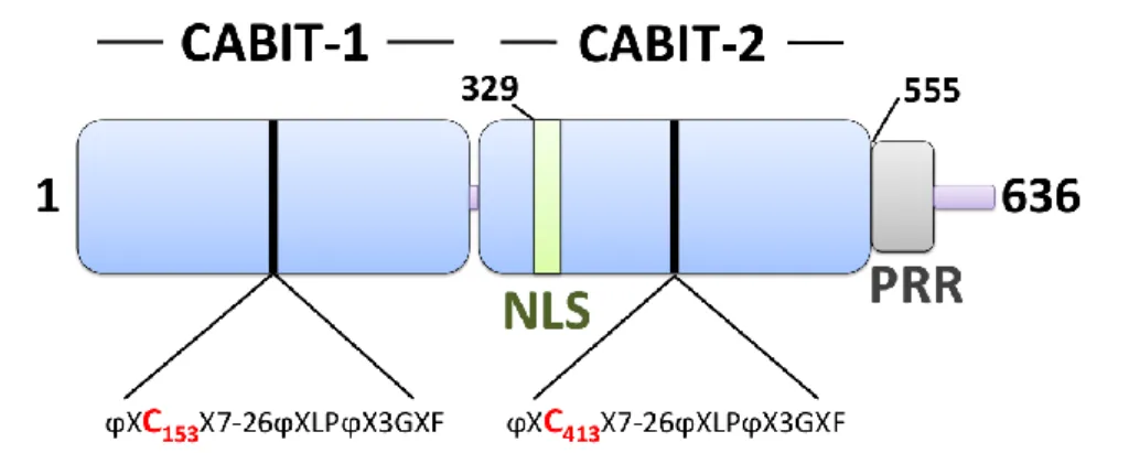 Figure 10 : Structure des protéines Themis murines. 