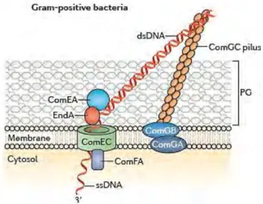 Figure  8.  Représentation  schématique  du  transformasome  chez  les  bactéries  Gram  positives (d’après Johnston et al., 2014)