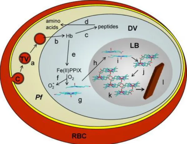 Figure 9 : Représentation du procédé de formation de l’hémozoïne chez P. falciparum  (D’après (Egan, 2008a) 