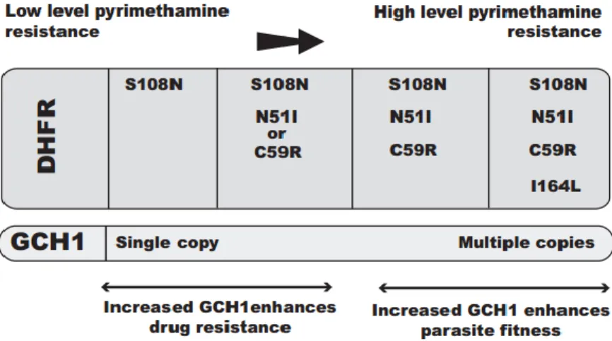 Figure 13: Relation entre les gènes gch1 et dhfr dans l’évolution de la résistance de P