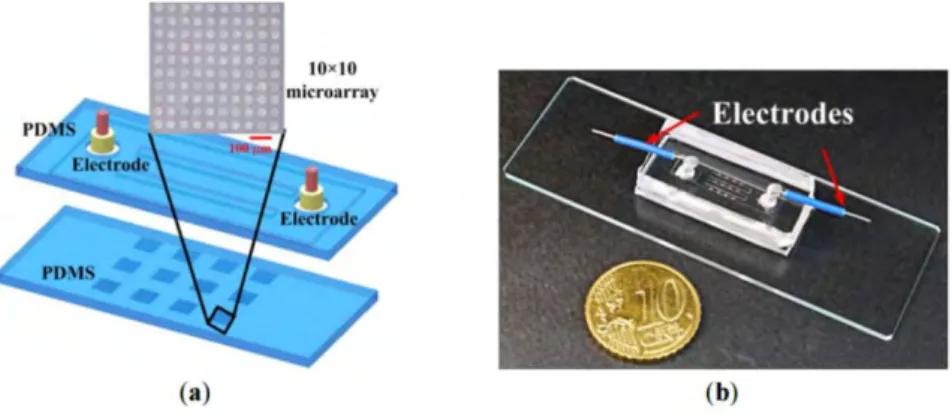 Figure 36: Schématisation des leucocytes approchant des électrodes 3D. Le diamètre et la hauteur de  chaque électrode  sont de 50 µm [24]
