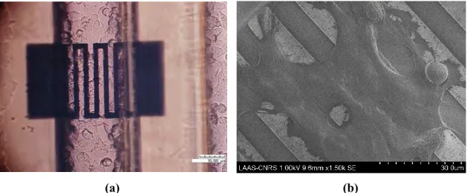 Figure 45: Images des cellules HCT116 ensemencées dans le microcanal du microcomposant (a) avec le microscope Hirox  et (b) en microscopie électronique à balayage MEB