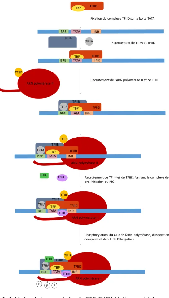 Figure 2 : Initiation de la transcription. La TBP (TATA binding protein) du complexe TFIID 