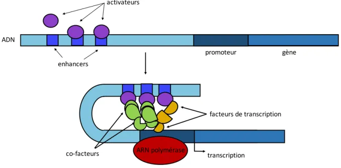 Figure 3 : Régulation de la transcription 