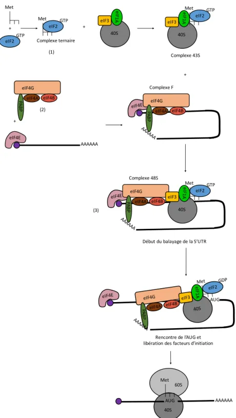 Figure  6 :  Initiation  de  la  traduction  chez  les  eucaryotes. L’initiation commence par (1) la 
