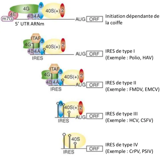 Figure 7 : Comparaison de la traduction dépendante de la coiffe et des 4 types d’IRES