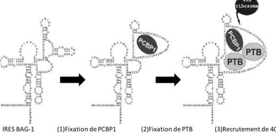 Figure 8 : Activation de l’IRES Bag-1 par les ITAF PCBP1 et PTB. PCBP1 se fixe 