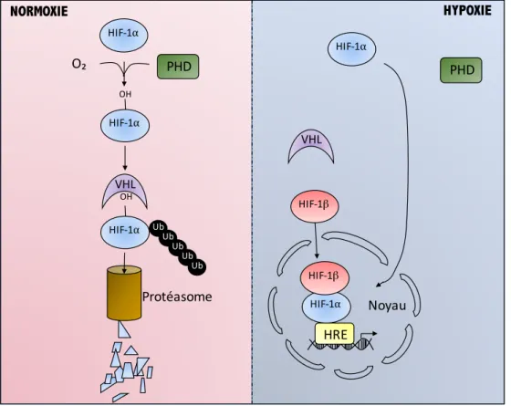 Figure 10 : Schéma de la régulation de HIF par la concentration en oxygène. La présence 