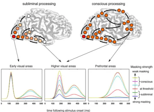 Figure  1. Del Cul, Baillet, Dehaene (2007). When a stimulus that is flashed is followed by a backward 