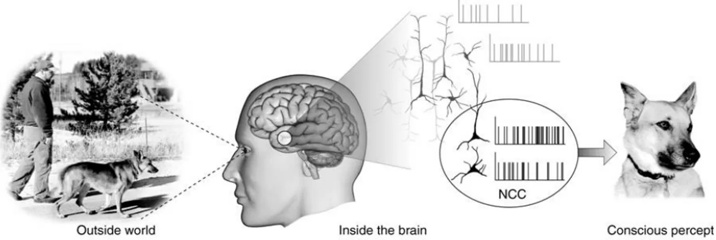 Figure  3.  The  Neuronal  Correlates  of  Consciousness  (NCC)  consist  of  sets  of  neural  structures  and  events  (both  large  and  small)  for  any  given  conscious  percept  or  explicit  memory