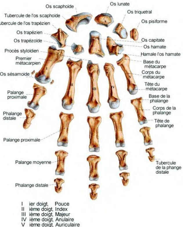 Figure 3. D’après Netter.  Vue éclatée du squelette de la main de l’homme moderne. 