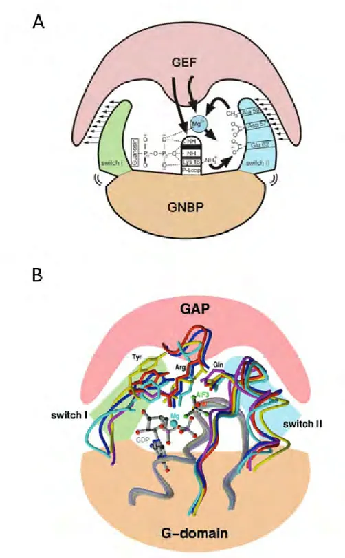 Figure 6 : Mécanimes moléculaires associés à la réaction d’échange de nucléotide par les GEFs  (A) et l’hydrolyse par les GAPs (B), d’après  5 