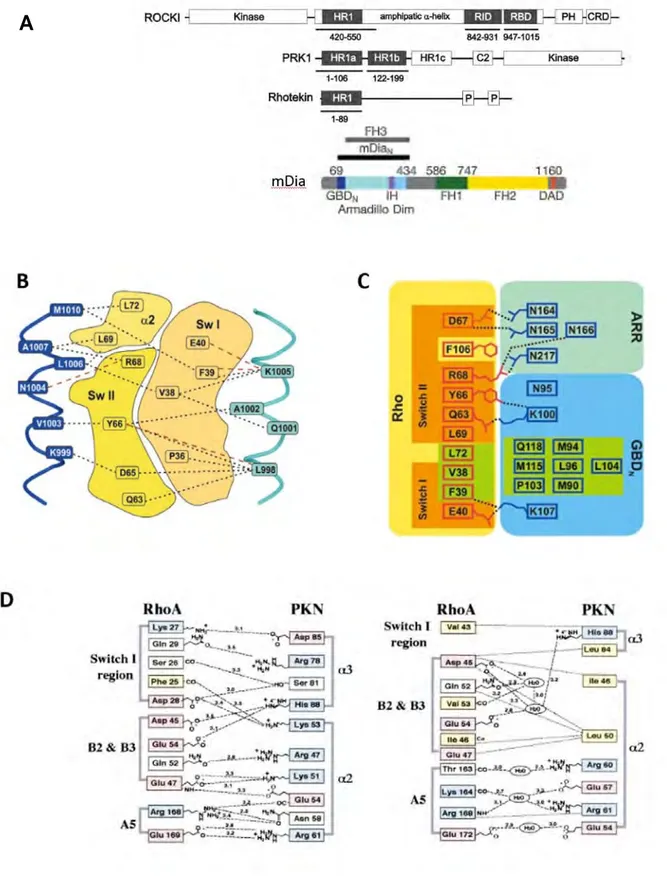 Figure 9  : Structure des principaux effecteurs de RHOA et leur mode de liaison à RHOA