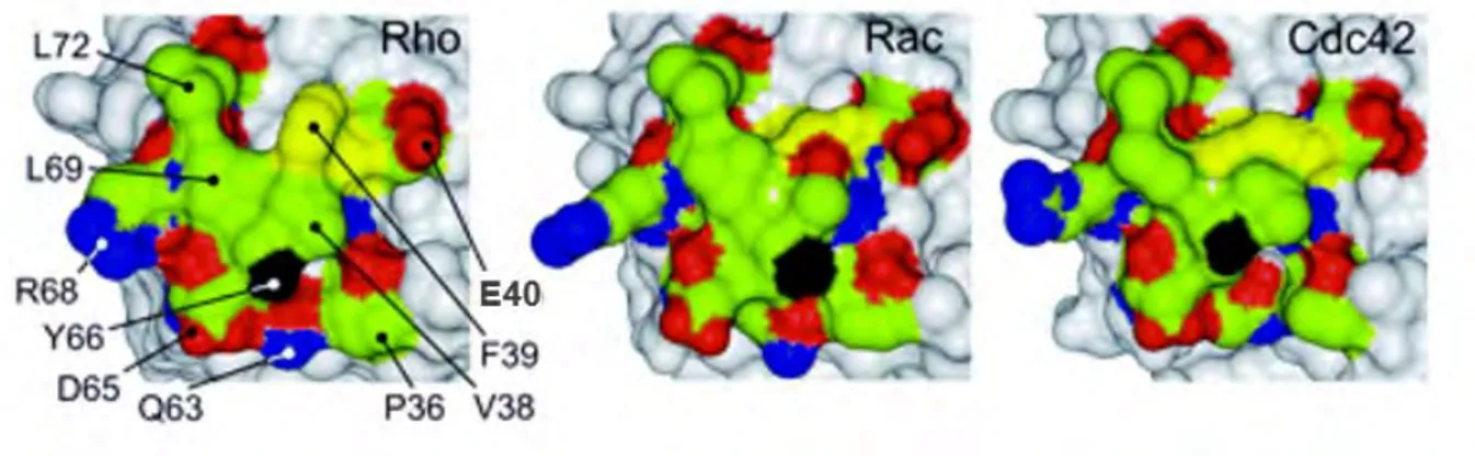 Figure 11 : Déterminants moléculaires de la liaison sélective de ROCK à RHOA. Représentation en  surface des protéines RHOA, RAC et CDC42 dans la même orientation