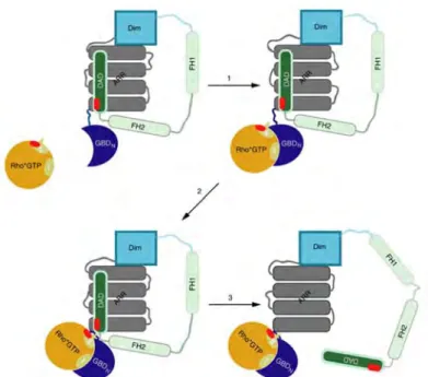 Figure 12 : Modèle d’activation proposé de mDia par les protéines RHO. D’après 55