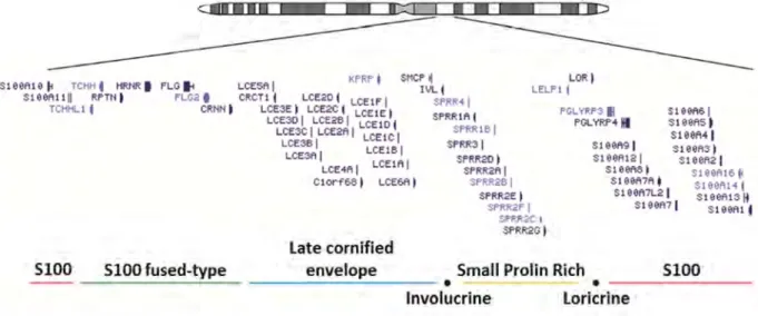 Figure 11 : Représentation schématique du complexe de différenciation épidermique humain