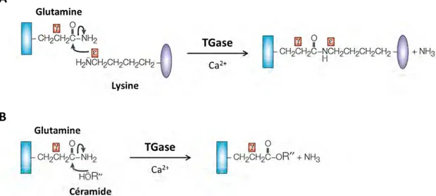 Figure  16  :  Réactions  de  transamidation  et  d’estérification  catalysées  par  les  transglutaminases