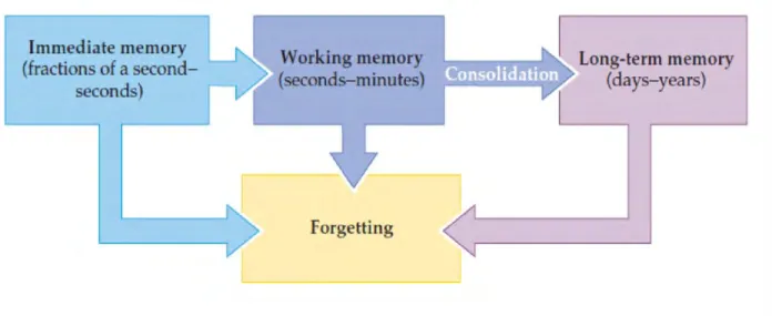 Figure 1.1: The temporal categories of human memory, within an individual (excluding  genetic memory)