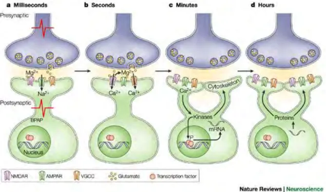 Figure 1.4: A schematic of how information is stored as short and long term changes in  the connection between neurons (at the synapse)