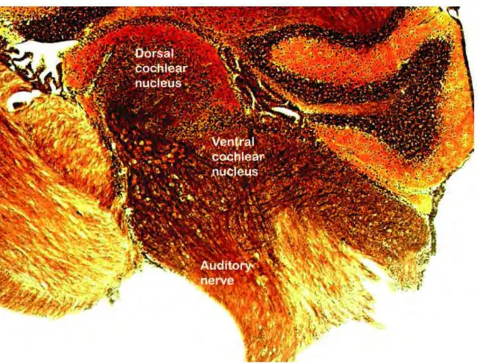 Figure 1.15: Histological section of the cochlear nucleus. Illustration adapted from the  Professor Oertel’slab website: http://neuro.wisc.edu/faculty/oertel.asp