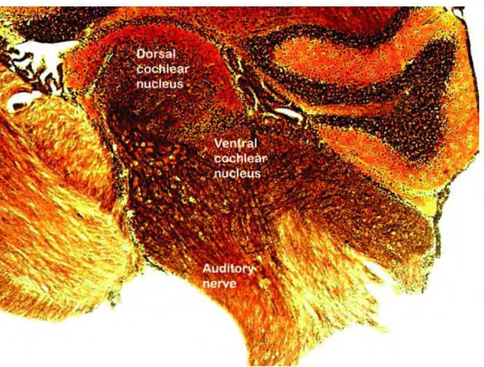 Figure 1.15: Histological section of the cochlear nucleus. Illustration adapted from the  Professor Oertel’slab website: http://neuro.wisc.edu/faculty/oertel.asp